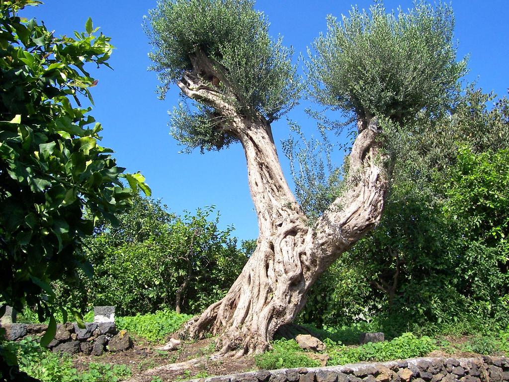 Villa Il Limoneto Acireale Exterior foto